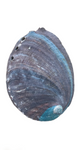 Sage, Palo Santo & Abalone Shell Smudge Set
